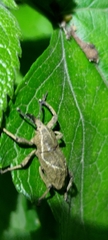 Cryptoderma