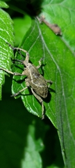 Cryptoderma