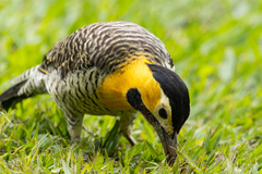 Colaptes campestris campestris