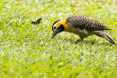 Colaptes campestris campestris