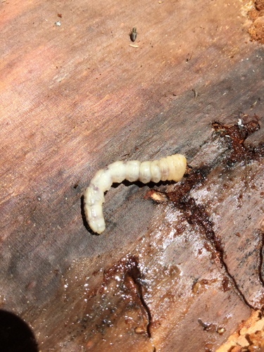 iNaturalist observation photo of Cucujiform Beetles