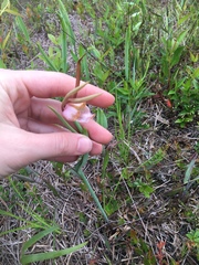 Cleistesiopsis divaricata