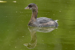Podilymbus podiceps