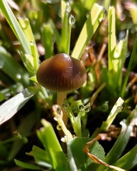 Psilocybe tasmaniana