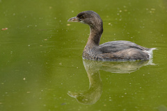 Podilymbus podiceps