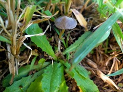Psilocybe tasmaniana