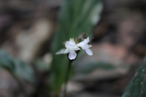 Goeppertia micans, photograph 4