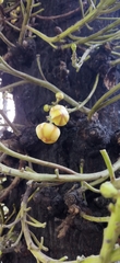 Couroupita guianensis