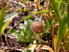 Psilocybe tasmaniana