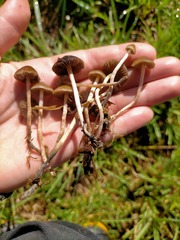 Psilocybe tasmaniana