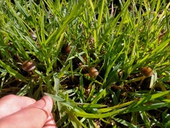 Psilocybe tasmaniana