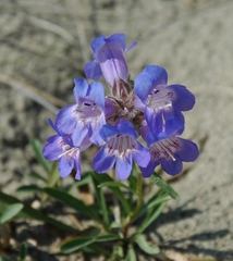 Penstemon gormanii