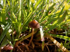 Psilocybe tasmaniana