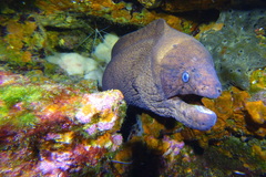 Gymnothorax unicolor