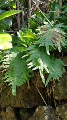 Polypodium macaronesicum image