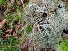 Usnea articulata