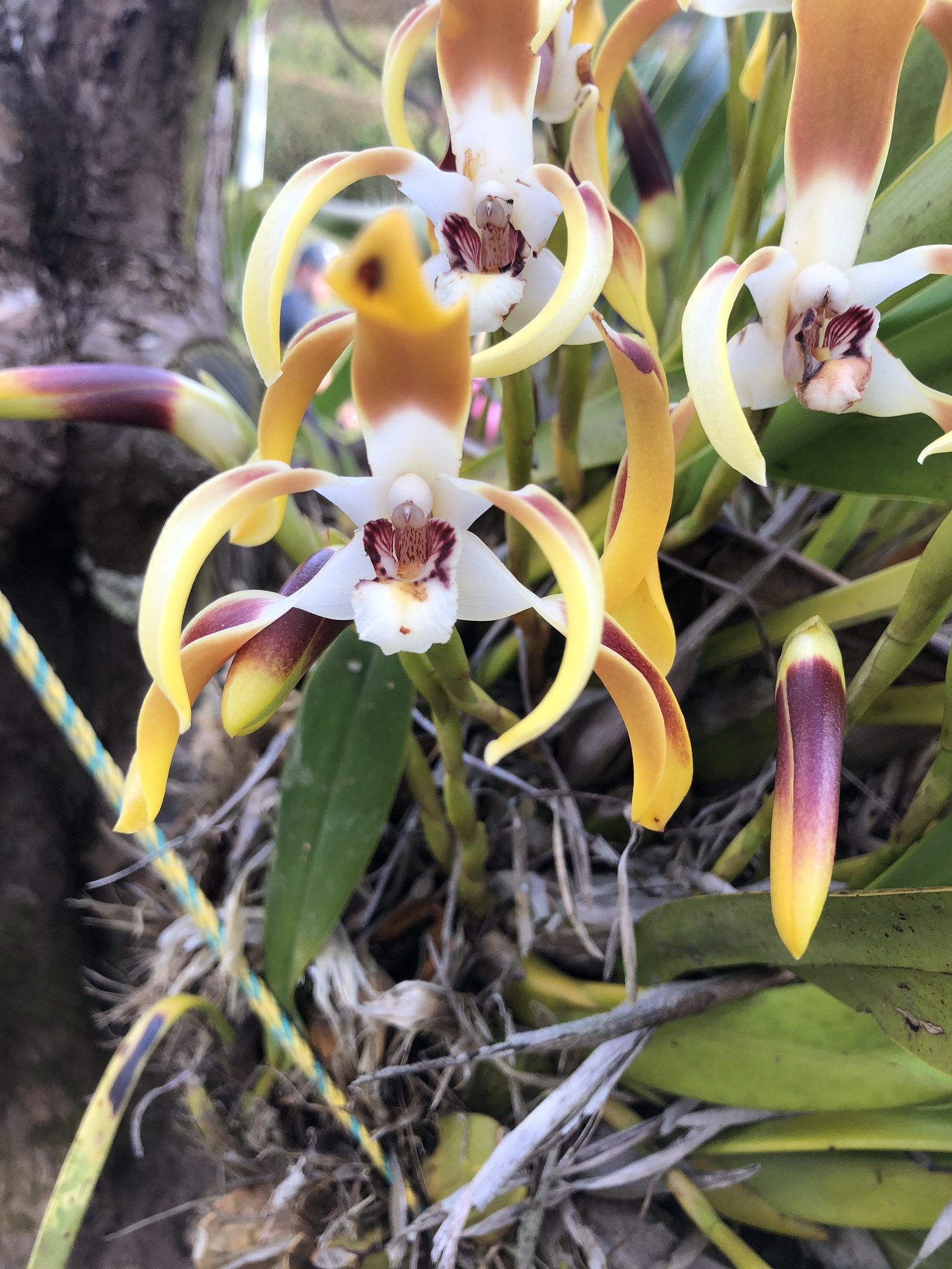 tiger orchids (Genus Maxillaria)  iNaturalist