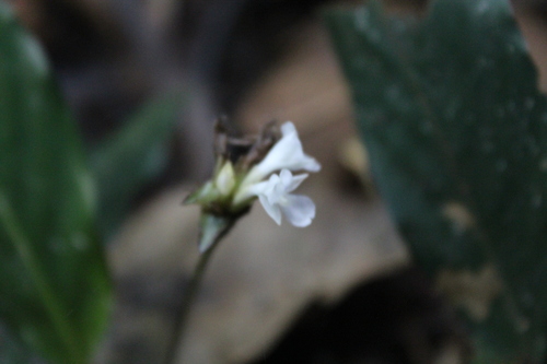 Goeppertia micans, photograph 5