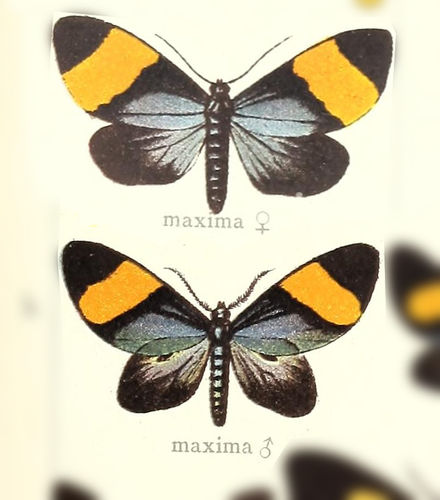 Crocomela maxima