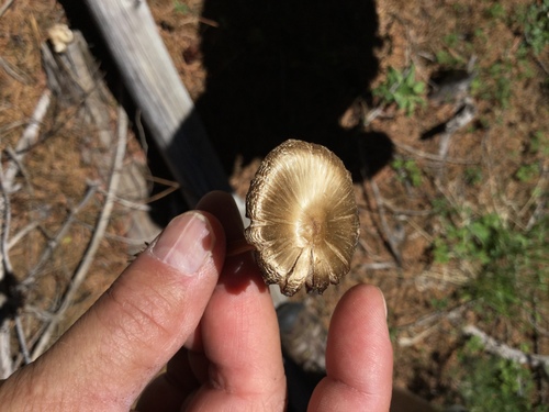 iNaturalist observation photo of Entolomataceae