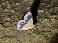 Pingasa ruginaria pacifica