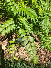 Zamia vazquezii