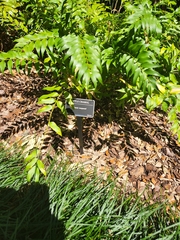 Zamia vazquezii