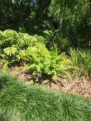 Zamia vazquezii