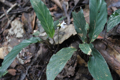 Goeppertia micans, photograph 6