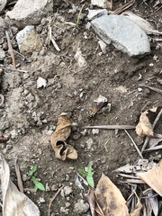 Sceliphron caementarium