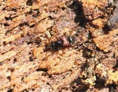 Tyrus mucronatus