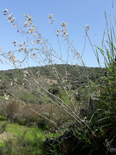 Coincya longirostra