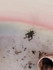Gryllus bimaculatus