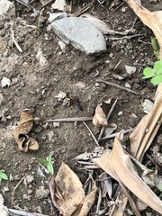 Sceliphron caementarium