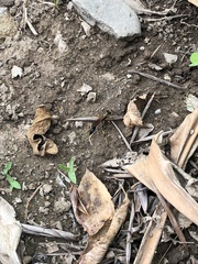 Sceliphron caementarium