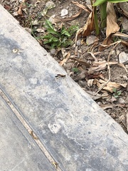 Sceliphron caementarium