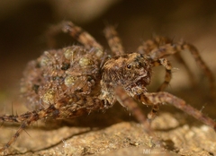 Lycosidae