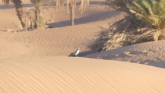 Lanius excubitor elegans