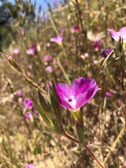 Clarkia purpurea