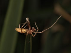 Cheiracanthium gracile