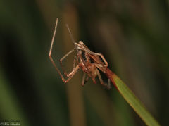 Cheiracanthium gracile