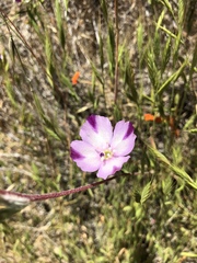 Clarkia purpurea