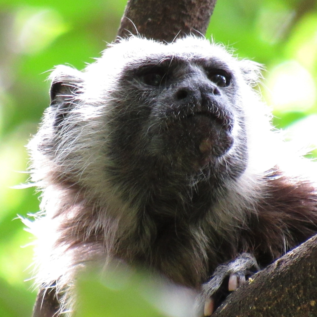 White-Footed Tamarin