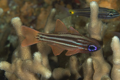 Ostorhinchus compressus