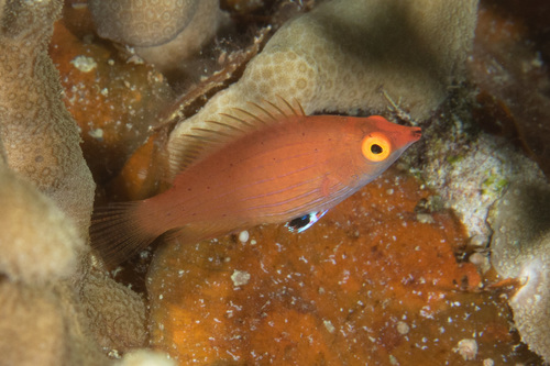 Pinstriped wrasse (Pseudocheilinops ataenia) — Labridae — 2