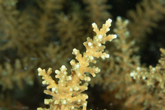 Acropora longicyathus