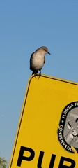 Mimus polyglottos image
