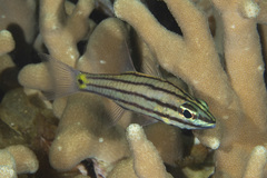 Cheilodipterus isostigma