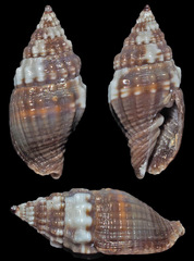 Vexillum tusum
