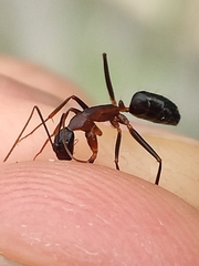 Camponotus sylvaticus